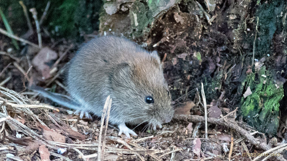 Woodmouse