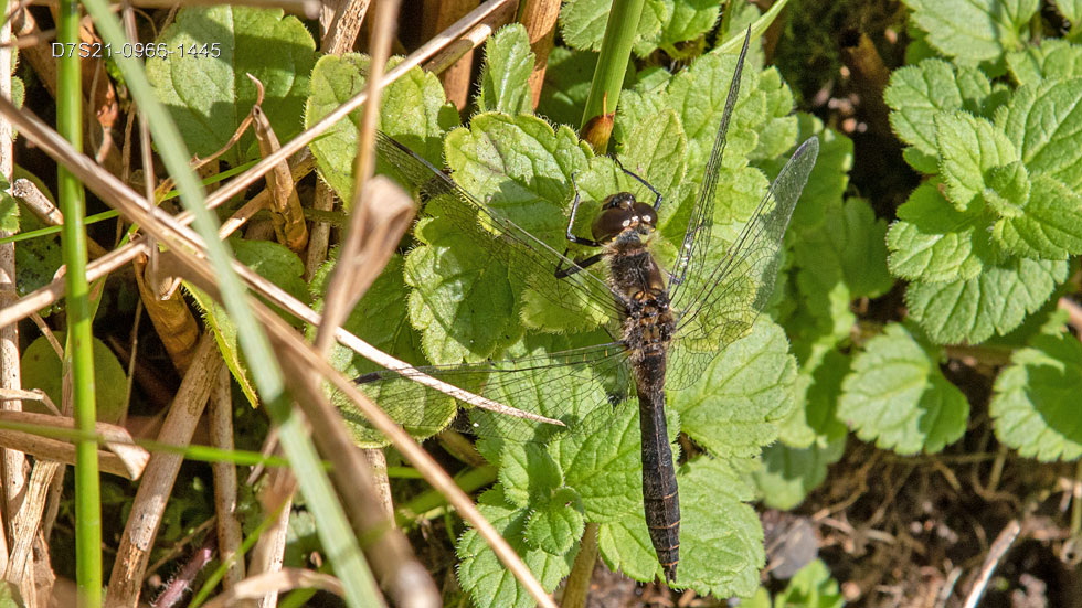 black darter dragonly